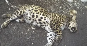 residents-kill-protected-leopard-in-kp