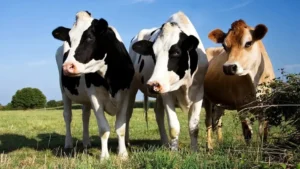kp-launches-digital-tracking-system-for-livestock-medicines-and-vaccines